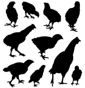 rooster vectors set Free cdr file format - Free Vector