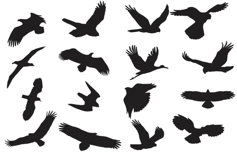 Bird Silhouette Vector dxf File & Vectors - Free Vector